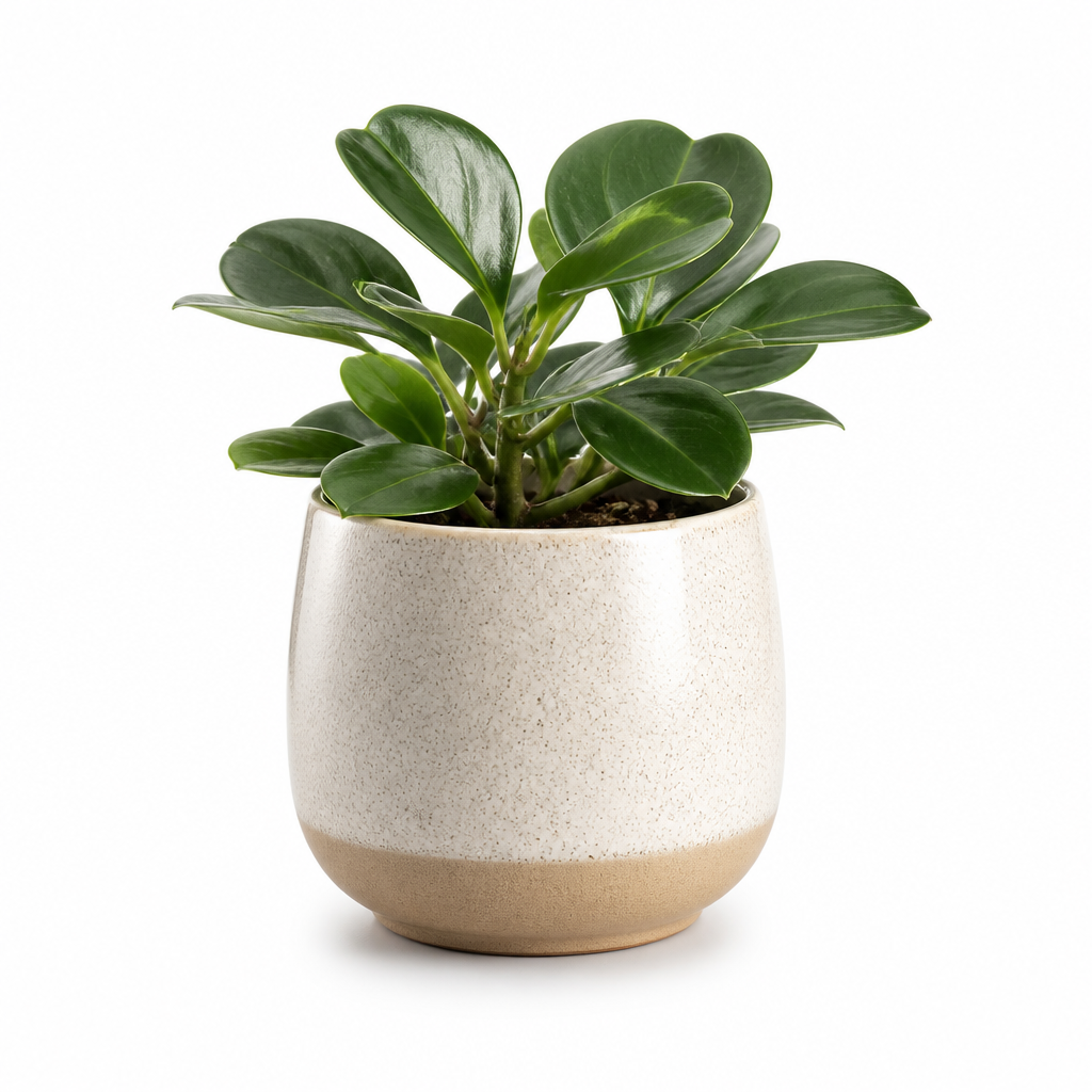 Clearance Ceramic Planter